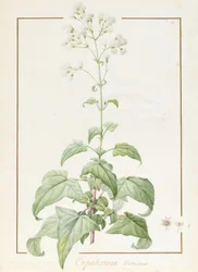 Eupatorium Deltoideum (wc és testszín grafitnyomok felett pergamen)